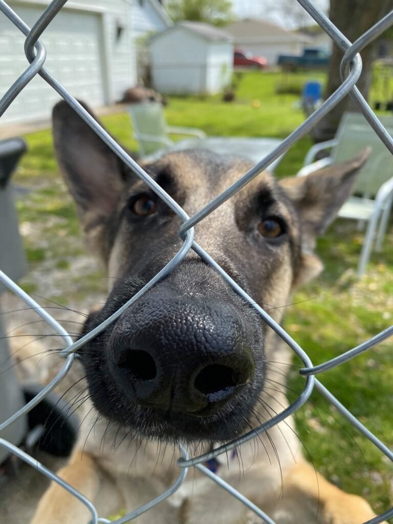 FIDO Fence Program 11 768x1024