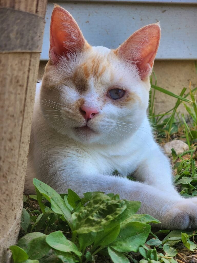 Magnolia 5yrs AFTER Enucleation 768x1024