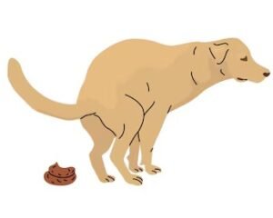 Diarrhea: When is it an Emergency?