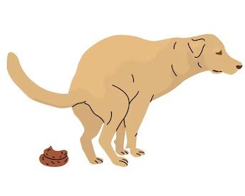 poo thumbnail