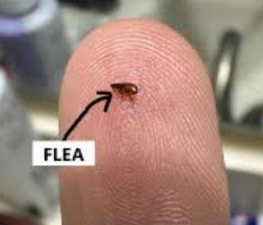 bug 1