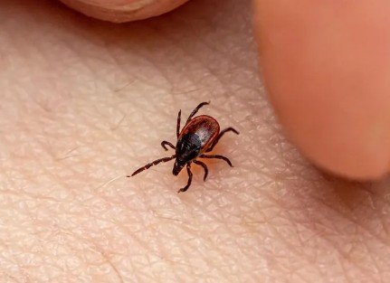 bug2