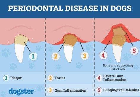 dental 1