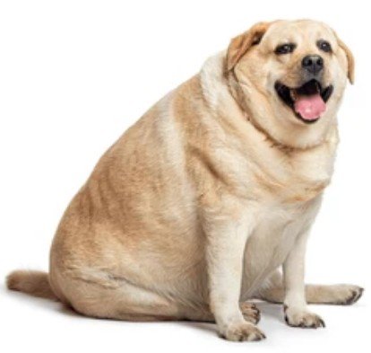 fatty