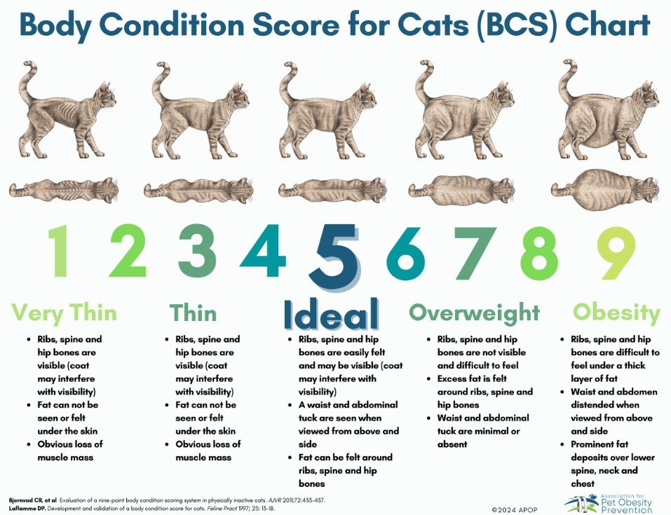 obesecat